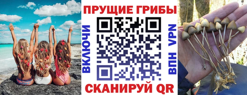 Псилоцибиновые грибы Psilocybe  дарк нет наркотические препараты  Семилуки 